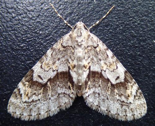 Réf. 260 447 : Cladara limitaria